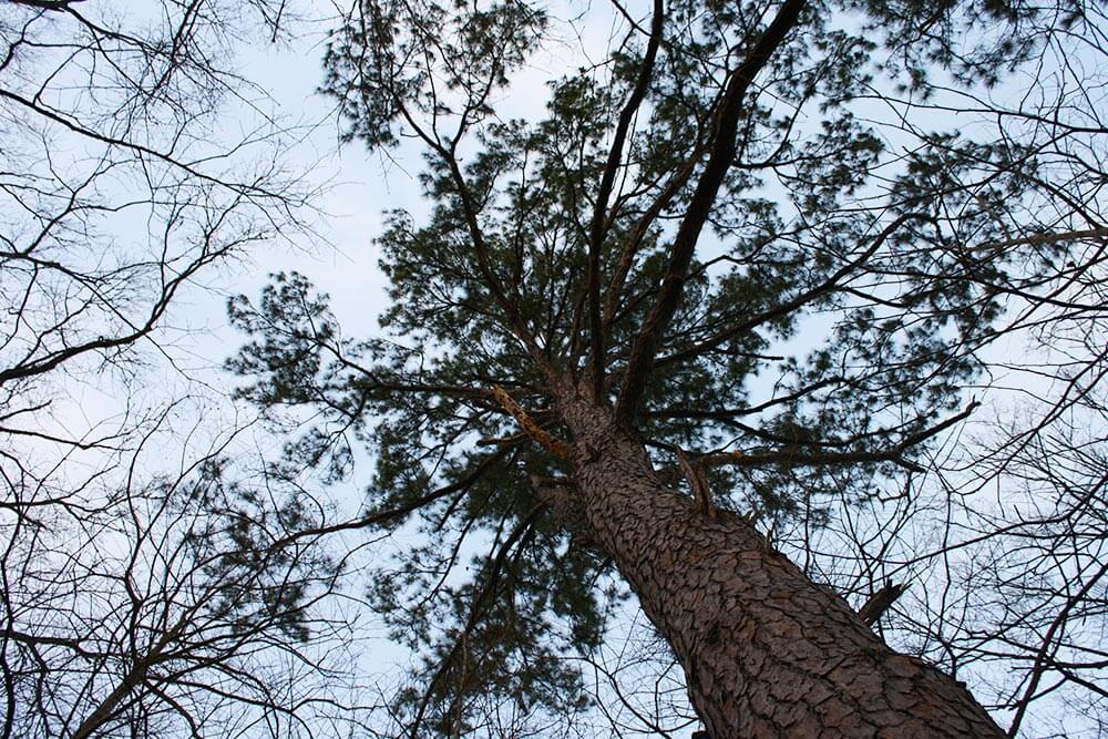 Image: Upland Forests